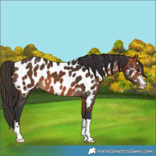 Horse Color:Bay Appaloosa 