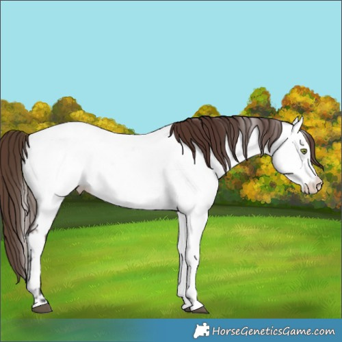 Horse Color:Bay Dun Appaloosa 