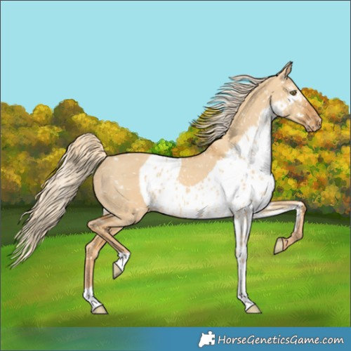 Horse Color:Palomino Dun Skewed LP Spotted Rabicano