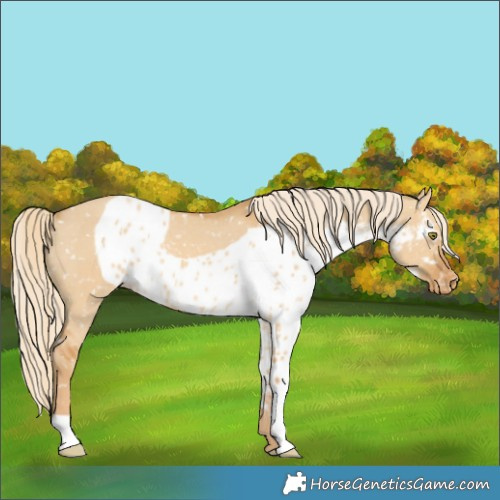 Horse Color:Palomino Dun Skewed Appaloosa Rabicano 