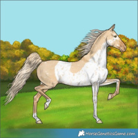 Horse Color:Palomino Dun Skewed LP Spotted Rabicano 