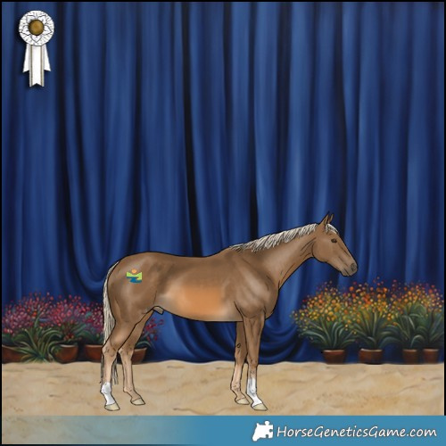 Horse Color:Chocolate Palomino 