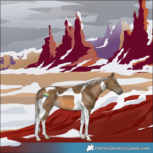 Horse Color:Chocolate Palomino Tobiano 