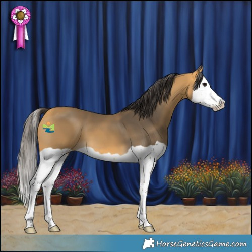 Horse Color:Buckskin Splash