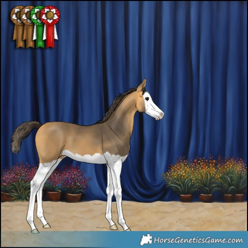 Horse Color:Buckskin Splash 