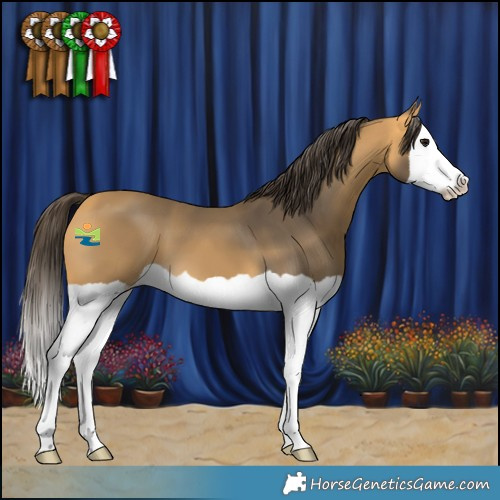 Horse Color:Buckskin Splash 
