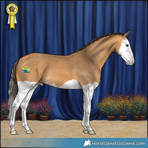 Horse Color:Buckskin Splash