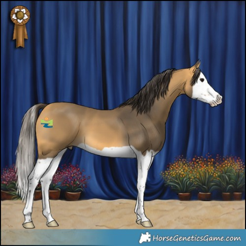 Horse Color:Buckskin Splash