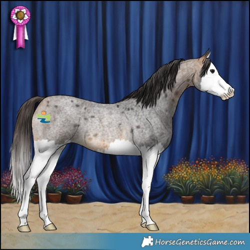 Horse Color:Buckskin Roan Splash Rabicano