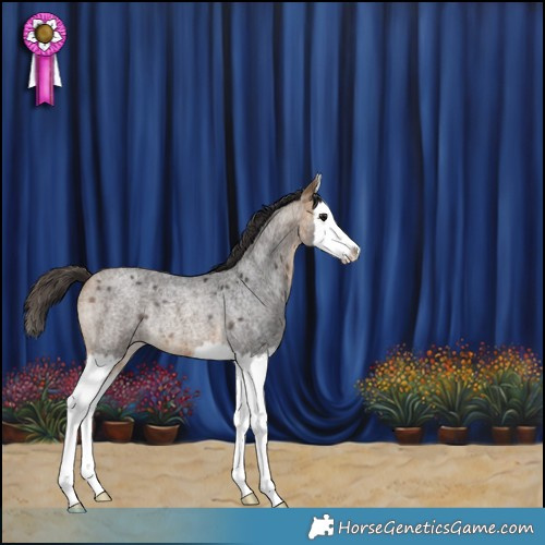 Horse Color:Buckskin Roan Splash Rabicano