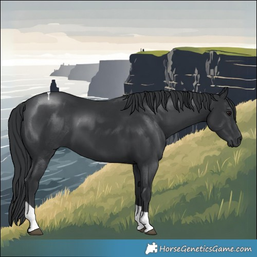 Horse Color:Black Tobiano