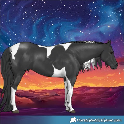 Horse Color:Black Tobiano 