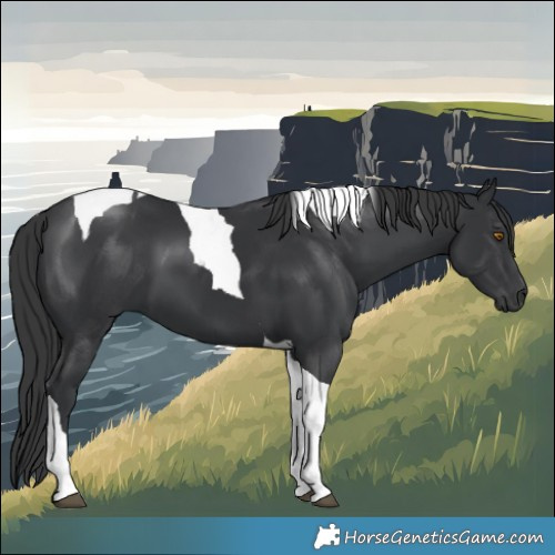 Horse Color:Black Tobiano 