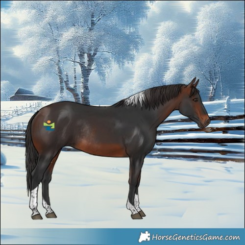 Horse Color:Brown Tobiano Rabicano 