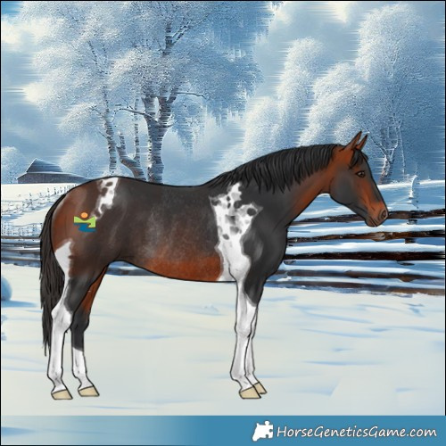 Horse Color:Bay Tobiano Rabicano