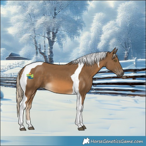 Horse Color:Chocolate Palomino Tobiano
