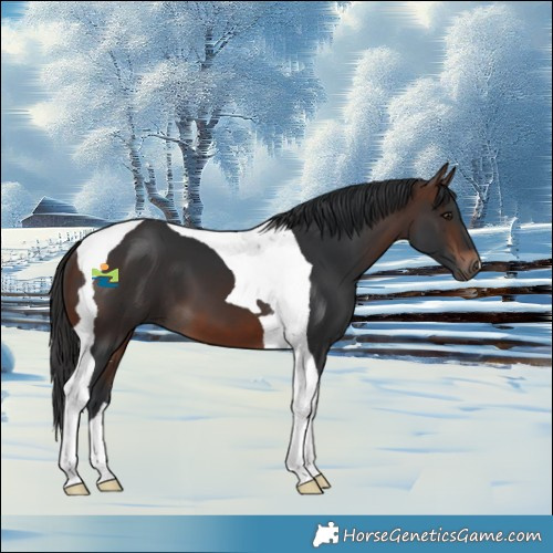 Horse Color:Brown Tobiano 
