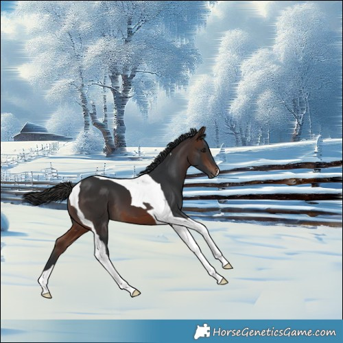 Horse Color:Brown Tobiano