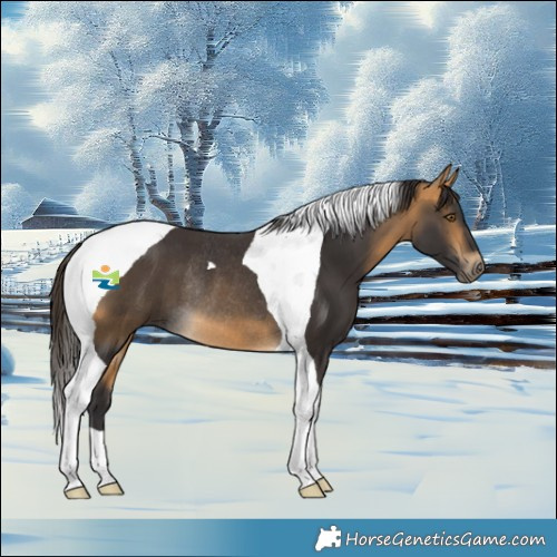 Horse Color:Buckskin Tobiano Rabicano