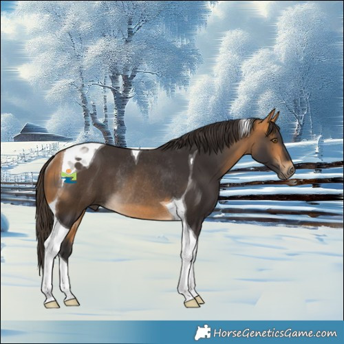 Horse Color:Buckskin Tobiano Rabicano