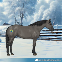 Horse Color:Grullo 