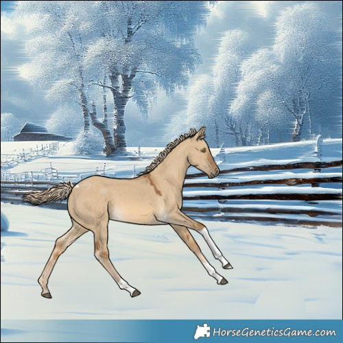 Horse Color:Chocolate Palomino Dun Tobiano Rabicano