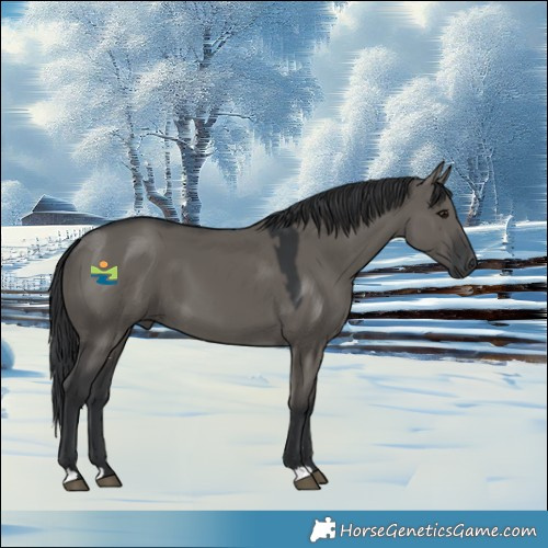 Horse Color:Grullo