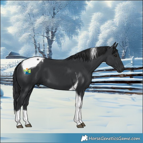 Horse Color:Black Tobiano