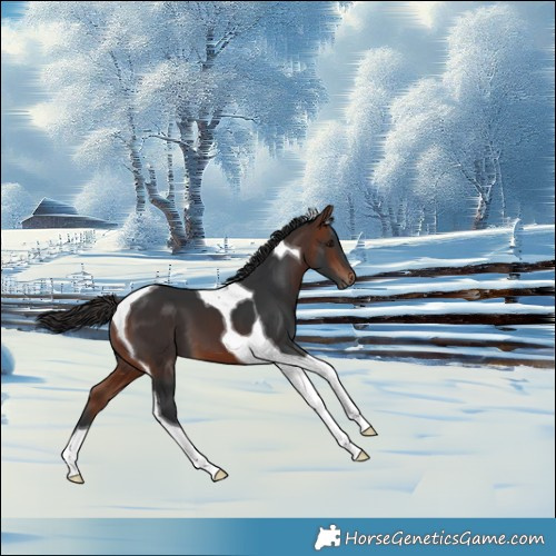 Horse Color:Bay Tobiano