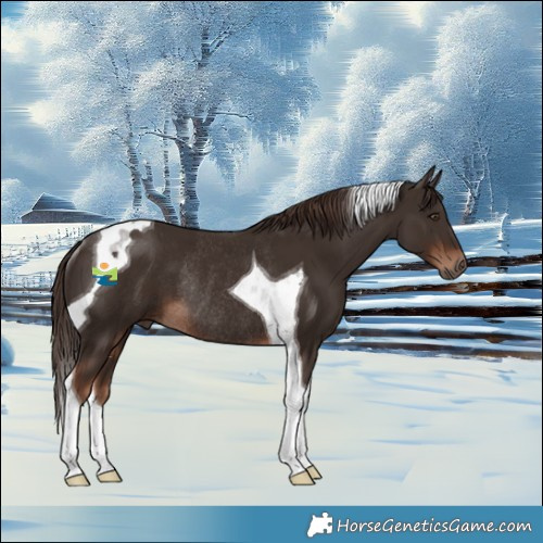 Horse Color:Liver Chestnut Tobiano Rabicano 