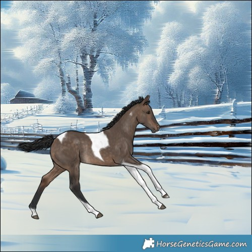 Horse Color:Bay Dun Tobiano Rabicano