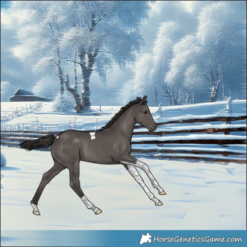 Horse Color:Smoky Black Tobiano Rabicano 