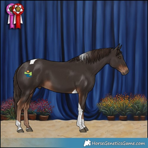 Horse Color:Liver Chestnut Tobiano Rabicano 
