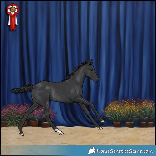 Horse Color:Black Rabicano 