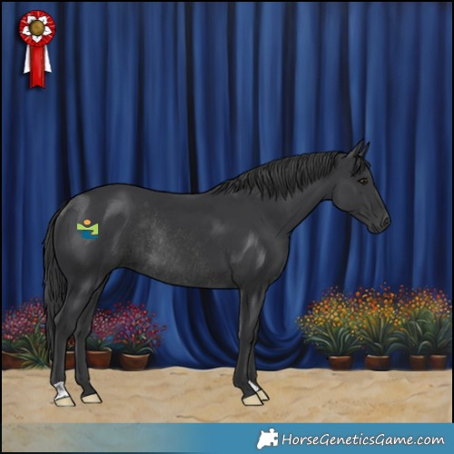 Horse Color:Black Rabicano