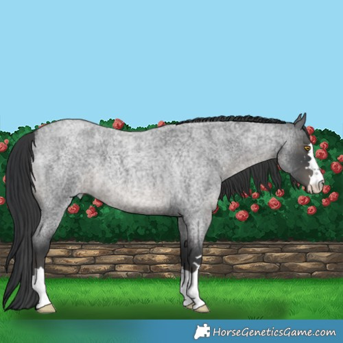 Horse Color:Blue Roan 