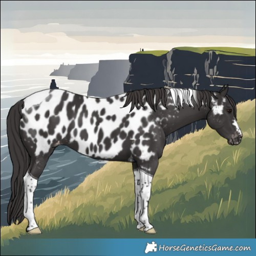 Horse Color:Smoky Black Tobiano Near Leopard 