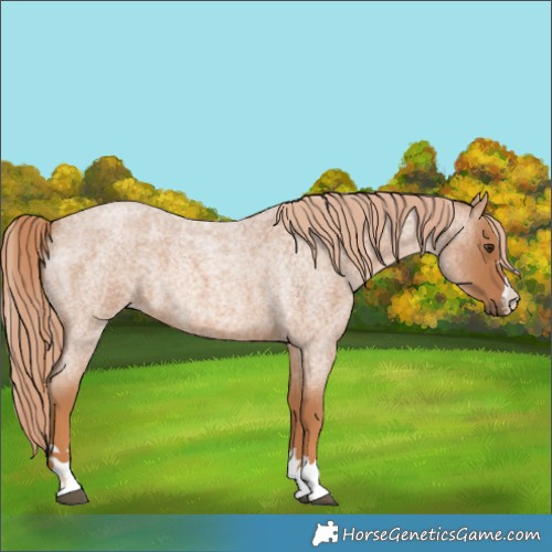Horse Color:Red Roan