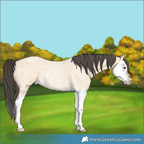 Horse Color:Buckskin Roan Splash Rabicano