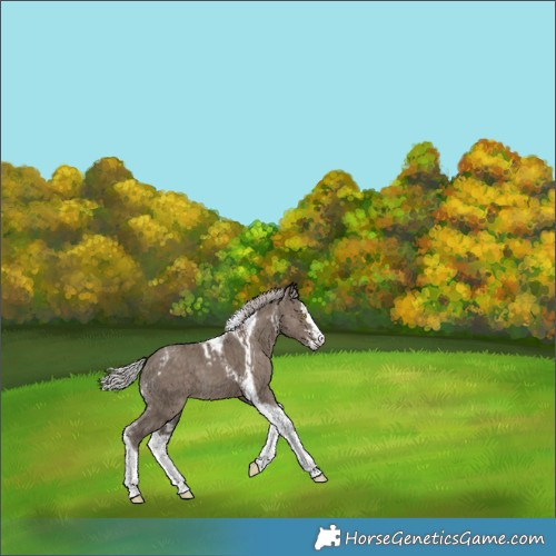 Horse Color:White Spotted Silver Grullo Tobiano  and Silver Grullo Splash Tobiano 