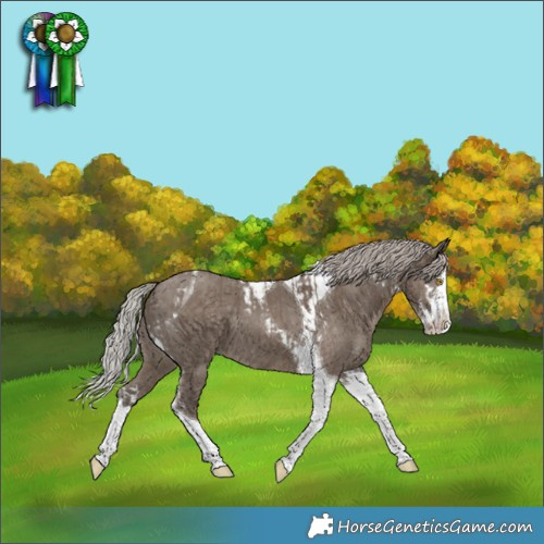 Horse Color:White Spotted Silver Grullo Tobiano  and Silver Grullo Splash Tobiano 