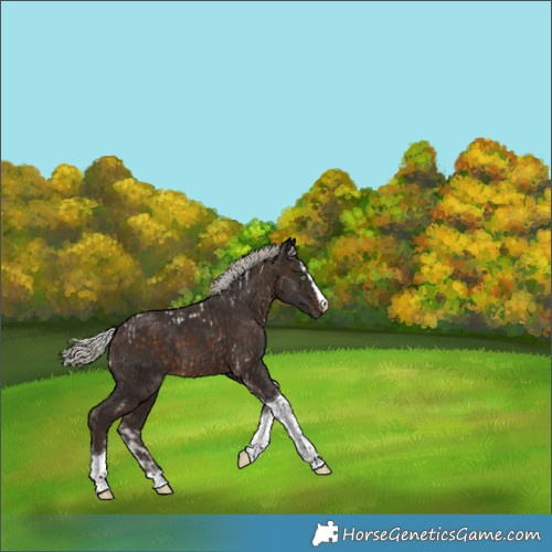 Horse Color:White Spotted Silver Buckskin Splash Tobiano  and Silver Brown Splash Tobiano 