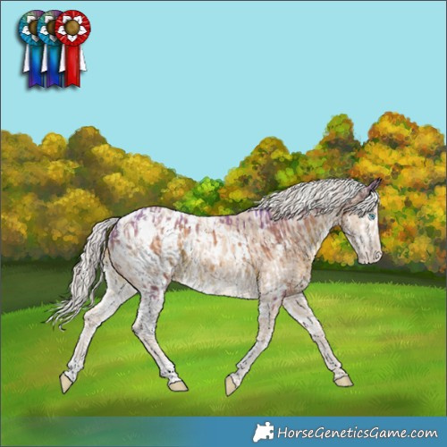 Horse Color:Watercolor White Spotted Chocolate Palomino Splash Appaloosa and White Spotted Cremello Appaloosa