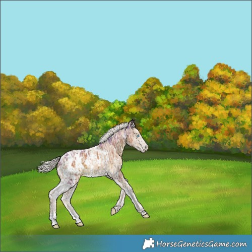 Horse Color:Watercolor White Spotted Chocolate Palomino Splash Appaloosa and White Spotted Cremello Appaloosa