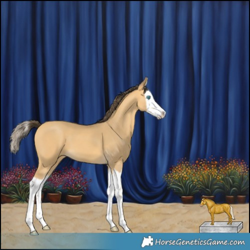 Horse Color:Amber Cream Champagne Splash 