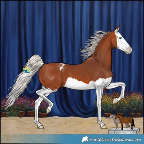 Horse Color:Silver Bay Splash Appaloosa