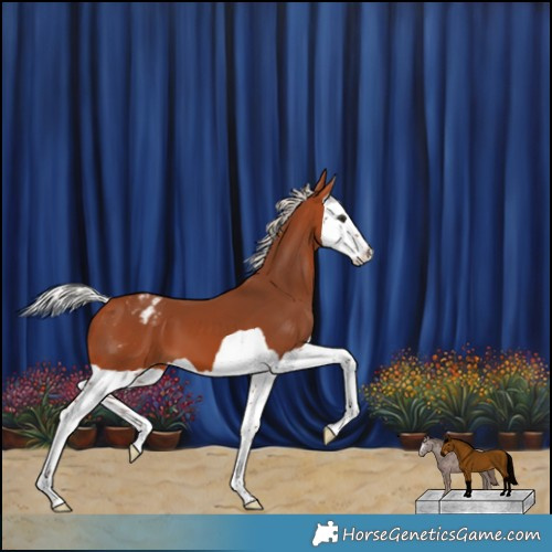 Horse Color:Silver Bay Splash Appaloosa 