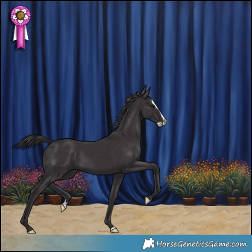 Horse Color:Smoky Black Splash Rabicano