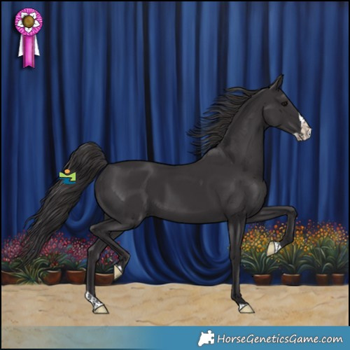 Horse Color:Smoky Black Splash Rabicano