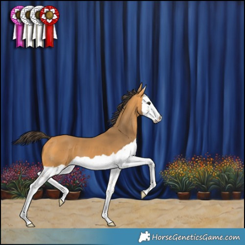 Horse Color:Buckskin Splash 